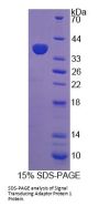 Rat Signal Transducing Adaptor Protein 1 (STAP1) Protein