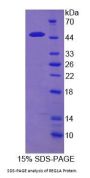 Mouse Regenerating Islet Derived Protein 1 Alpha (REG1a) Protein