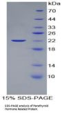 Cow Parathyroid Hormone-Related Protein / PTHrP (PTHLH) Protein
