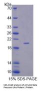 Human Amyloid Beta Precursor Like Protein 1 (APLP1) Protein