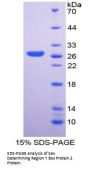 Human Transcription Factor SOX-2 (SOX2) Protein