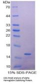 Mouse Alpha-Hemoglobin Stabilizing Protein (aHSP) Protein