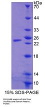 Mouse WAP Four Disulfide Core Domain Protein 1 (WFDC1) Protein