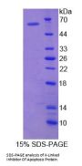 Human X-Linked Inhibitor Of Apoptosis Protein (XIAP) Protein