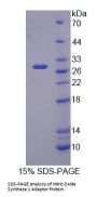 Mouse Nitric Oxide Synthase 1 Adaptor Protein (NOS1AP) Protein