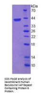 Human Baculoviral IAP Repeat Containing Protein 6 (BIRC6) Protein