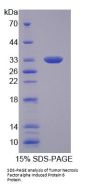Mouse Tumor Necrosis Factor Alpha Induced Protein 6 (TNFaIP6) Protein