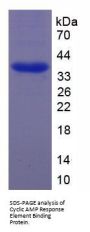 Human Cyclic AMP Response Element Binding Protein (CREB) Protein