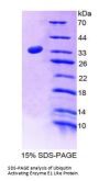 Rat Ubiquitin-Activating Enzyme 7 (UBA7) Protein