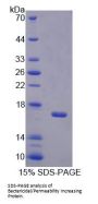 Mouse Bactericidal Permeability-Increasing Protein (BPI) Protein