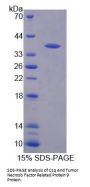 Human C1q And Tumor Necrosis Factor Related Protein 9 (C1QTNF9) Protein