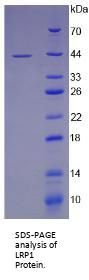 Mouse Low Density Lipoprotein Receptor Related Protein 1 (LRP1) Protein