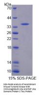 Mouse Tyrosine-Protein Kinase Receptor Tie-1 (TIE1) Protein
