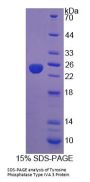 Human Protein Tyrosine Phosphatase Type IVA 3 (PTP4A3) Protein