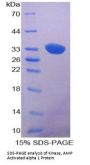 Human 5'-AMP-Activated Protein Kinase Catalytic Subunit Alpha-1 (PRKAA1) Protein