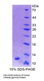 Mouse Protein Kinase Inhibitor Gamma (PKIg) Protein