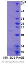 Cow Annexin A4 (ANXA4) Protein