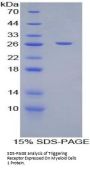 Cow Triggering Receptor Expressed On Myeloid Cells 1 (TREM1) Protein