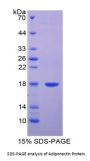 Cow Adiponectin (ADIPOQ) Protein