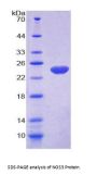 Cow Nitric Oxide Synthase, Endothelial (NOS3) Protein