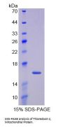 Cow Thioredoxin 2, Mitochondrial (TXN2) Protein