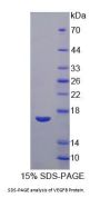Cow Vascular Endothelial Growth Factor B (VEGFB) Protein