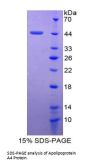 Cow Apolipoprotein A4 (APOA4) Protein