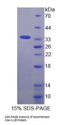 Cow Interleukin 1 Beta (IL1b) Protein