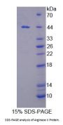 Cow Arginase 2 (ARG2) Protein