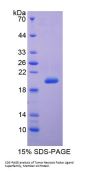 Cow Tumor Necrosis Factor Ligand Superfamily Member 13 / CD256 (TNFSF13) Protein