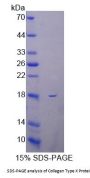 Cow Collagen Type X Alpha 1 (COL10A1) Protein
