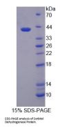 Cow Sorbitol Dehydrogenase (SDH) Protein