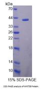 Cow Protein Wnt-5b (WNT5B) Protein
