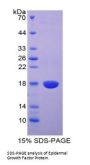 Dog Epidermal Growth Factor (EGF) Protein