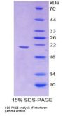 Dog Interferon Gamma (IFNg) Protein