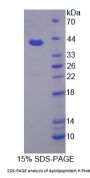 Dog Apolipoprotein H (APOH) Protein