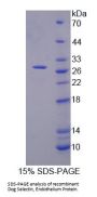 Dog E-Selectin / CD62E (SELE) Protein