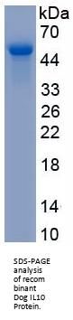 Dog Interleukin 10 (IL10) Protein