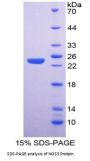 Dog Nitric Oxide Synthase, Endothelial (NOS3) Protein