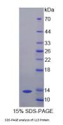 Dog Interleukin 13 (IL13) Protein