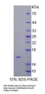 Dog Vascular Endothelial Growth Factor C (VEGFC) Protein