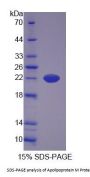 Dog Apolipoprotein M (APOM) Protein