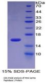 E. coli HtrA Serine Peptidase 1 (HTRA1) Protein