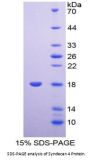 Chicken Syndecan 4 (SDC4) Protein