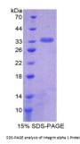 Chicken Integrin Alpha 1 (ITGa1) Protein