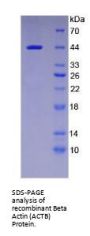 Beta Actin (ACTB) Protein