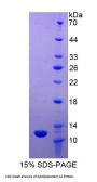 Horse Apolipoprotein C2 (APOC2) Protein