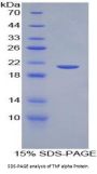 Horse Tumor Necrosis Factor (TNF) Protein