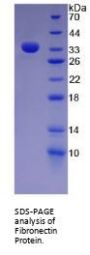 Human Fibronectin (FN) Protein