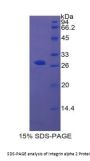 Human Integrin Alpha 2 (ITGa2) Protein